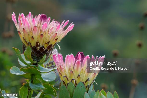 Wax Melt - Sugar Bush