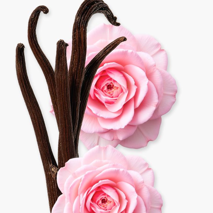 1 oz Solid Perfume - Vanilla +  Rose