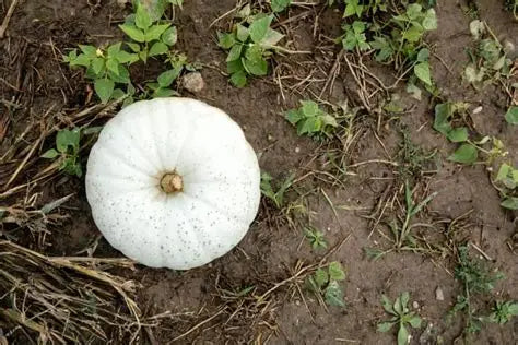Wax Melt - Ambered White Pumpkin