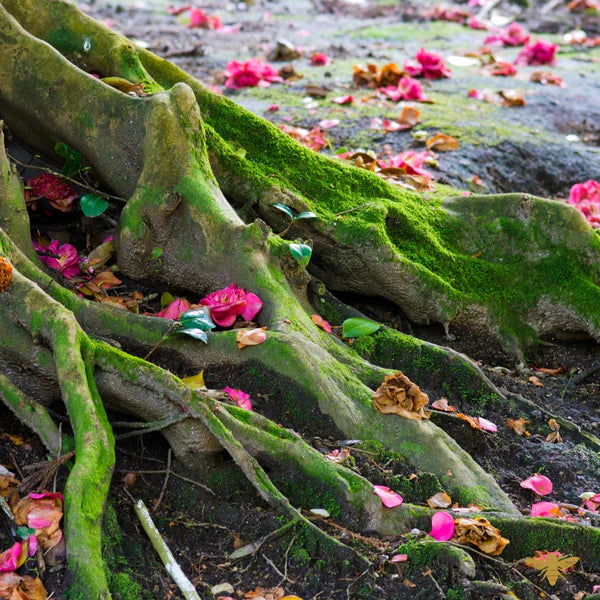 10 ml Perfume Oil - Wild Roots